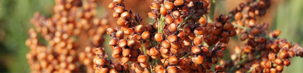 LIMA-GRAIN-GRAIN-SORGHUM-P4.png