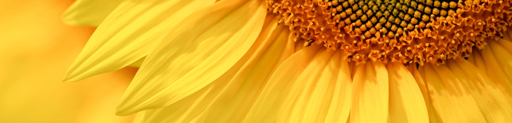 LIMA-GRAIN-SUNFLOWER-P3.png