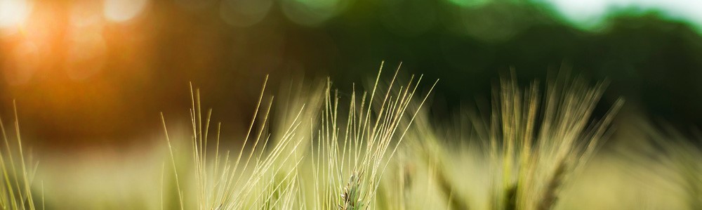 LIMA-GRAIN-WHEAT-FIELD.jpg