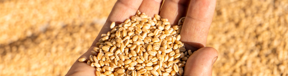 LIMA-GRAIN-WHEAT-P5.png