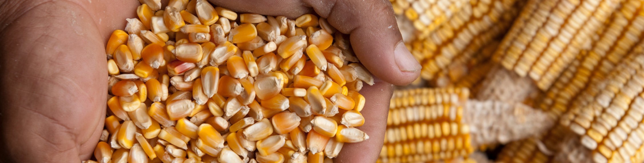 Lima-Grain-Yellow-maize-hero-P10.jpg