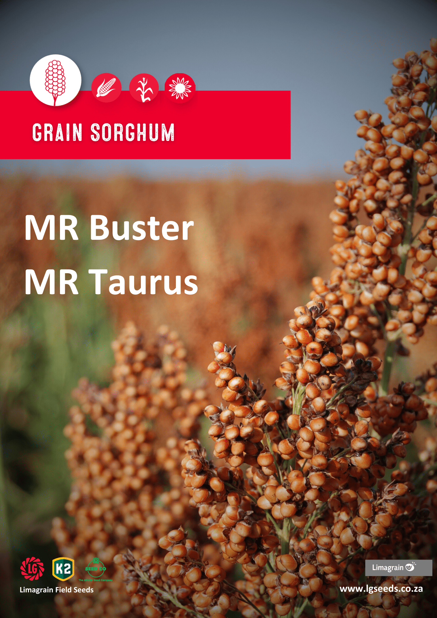 Sorghum-Characteristics