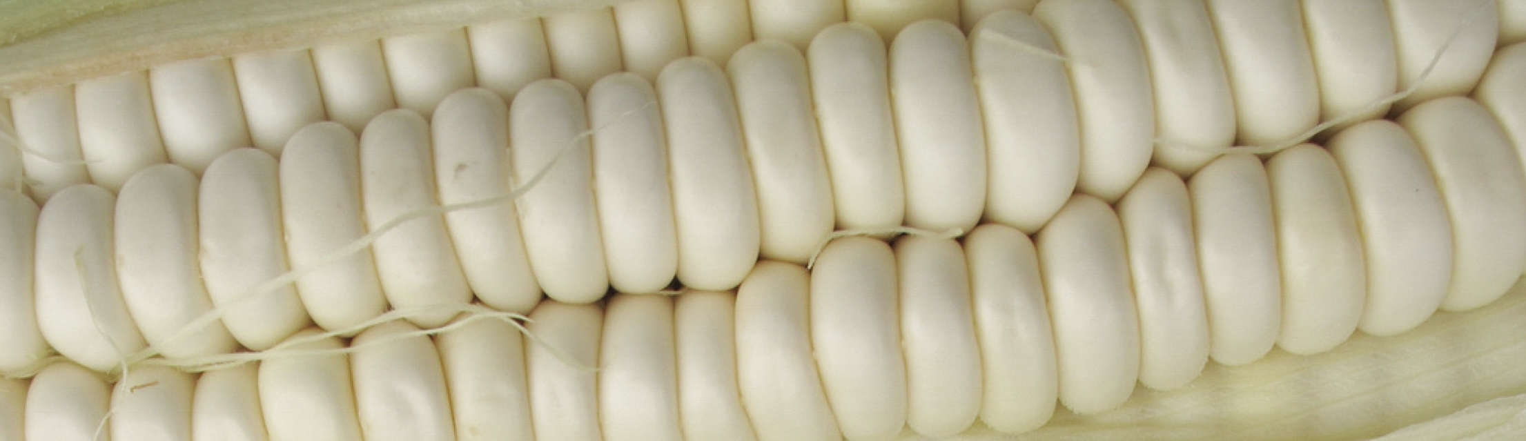 lima-grain-white-maize-hero-P11.jpg